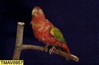 藏品(喋喋吸蜜鸚鵡)的圖片